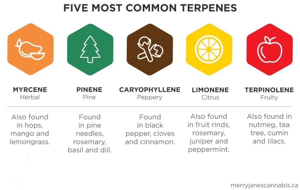 Five Most Common Terpens Found in Marijuana in South Dakota