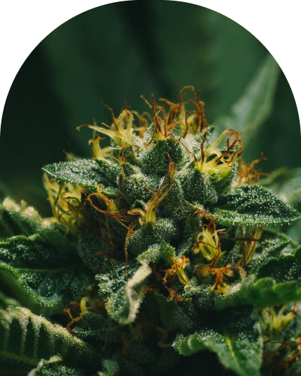 Close up shot of a marijuana plant flowering.