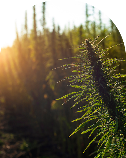 Outdoor grown marijuana plant in late afternoon sun.